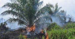 Palm Oil Prices Are Soaring as Indonesia’s Wildfires Put Supply at Risk