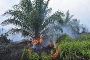 Palm Oil Prices Are Soaring as Indonesia’s Wildfires Put Supply at Risk