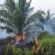 Palm Oil Prices Are Soaring as Indonesia’s Wildfires Put Supply at Risk